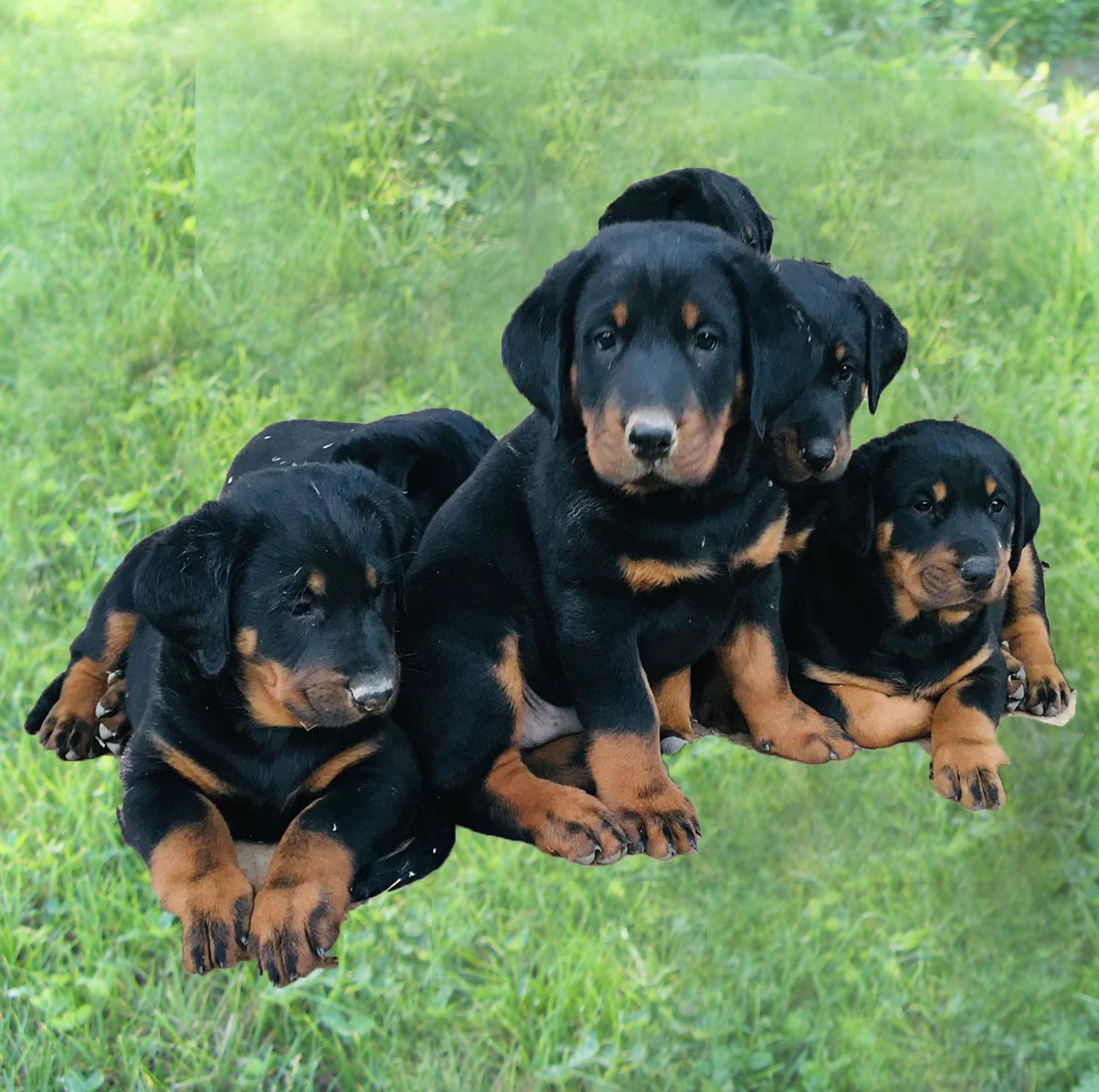 chiot beauceron domaine de la licorne isabelle chaize 0611205193